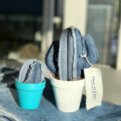 リーバイス501がサボテンに生まれ変わる